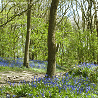Buy canvas prints of Yorkshire Bluebell Walk by Alison Chambers