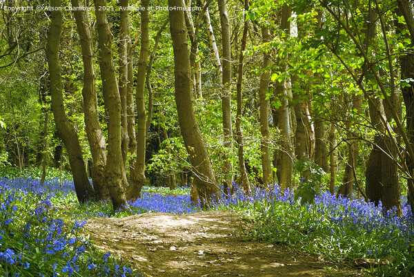 Trees and Bluebells Picture Board by Alison Chambers