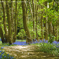 Buy canvas prints of Trees and Bluebells by Alison Chambers