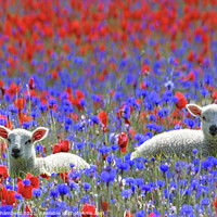 Buy canvas prints of Spring Lambs by Alison Chambers