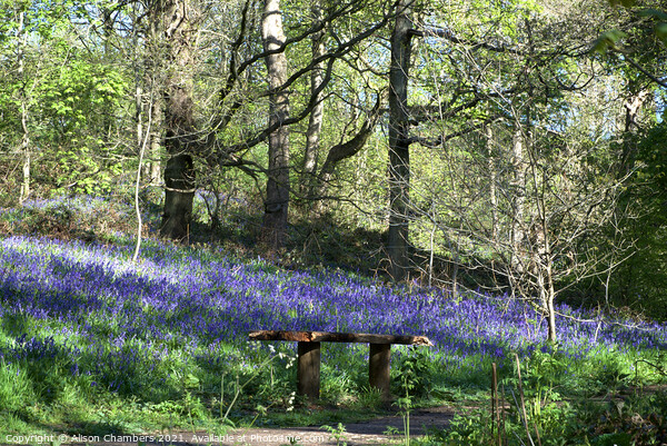 Woolley Wood Bluebell Seat Picture Board by Alison Chambers