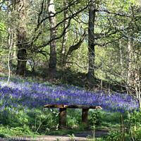 Buy canvas prints of Woolley Wood Bluebell Seat by Alison Chambers