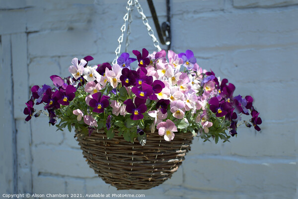 Hanging Basket Picture Board by Alison Chambers