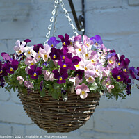 Buy canvas prints of Hanging Basket by Alison Chambers