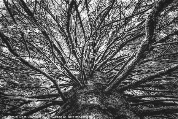 Arboresque B&W Picture Board by Alison Chambers