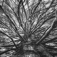 Buy canvas prints of Arboresque B&W by Alison Chambers
