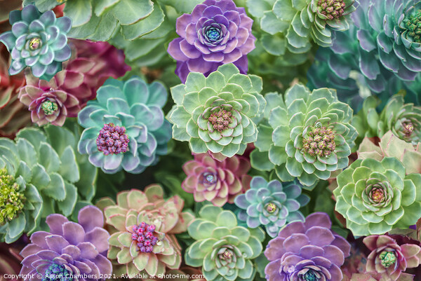 Spectacular Sedums Picture Board by Alison Chambers