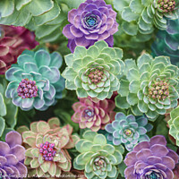 Buy canvas prints of Spectacular Sedums by Alison Chambers