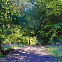 Buy canvas prints of The Ancient Woodland Of Woolley Wood by Alison Chambers
