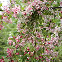Buy canvas prints of Apple Blossom Bough by Alison Chambers