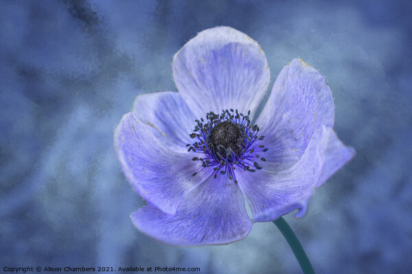 Blue Anemone Picture Board by Alison Chambers