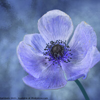 Buy canvas prints of Blue Anemone by Alison Chambers