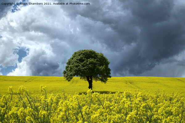 Rapeseed Landscape  Picture Board by Alison Chambers