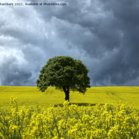 Buy canvas prints of Rapeseed Landscape  by Alison Chambers