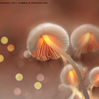Buy canvas prints of Bewitching Mushrooms by Alison Chambers