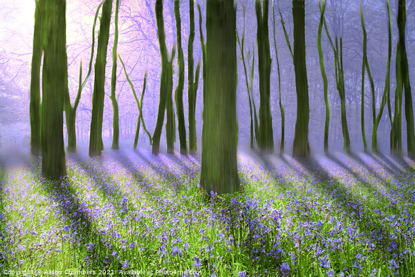Misty Bluebell Woodland  Picture Board by Alison Chambers