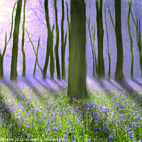 Buy canvas prints of Misty Bluebell Woodland  by Alison Chambers