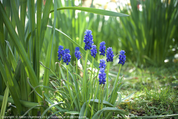 Grape Hyacinths  Picture Board by Alison Chambers