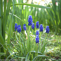 Buy canvas prints of Grape Hyacinths  by Alison Chambers