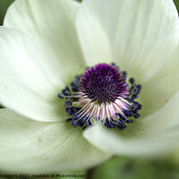 Buy canvas prints of Anemone Coronaria White by Alison Chambers