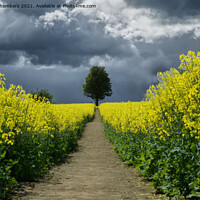 Buy canvas prints of Footpath To The Storm by Alison Chambers