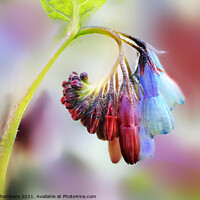 Buy canvas prints of Comfrey Flower by Alison Chambers