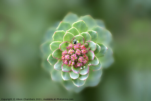 Nature's Fractal Picture Board by Alison Chambers