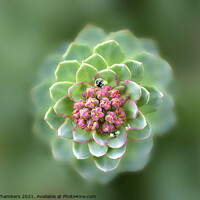 Buy canvas prints of Nature's Fractal by Alison Chambers