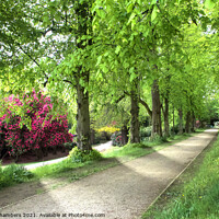 Buy canvas prints of Cannon Hall Lime Tree Walk by Alison Chambers