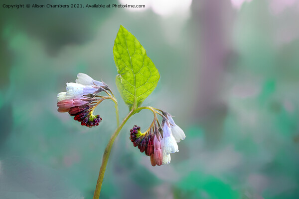 Comfrey Flower Picture Board by Alison Chambers