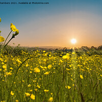 Buy canvas prints of Buttercup Dawn by Alison Chambers