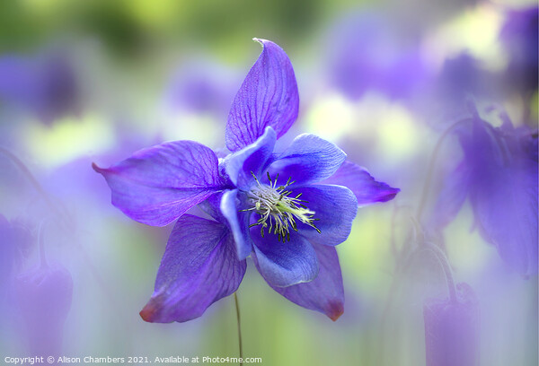 Aquilegia vulgaris Picture Board by Alison Chambers