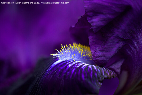 Purple Bearded Iris  Picture Board by Alison Chambers