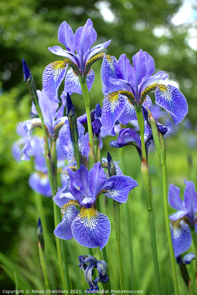 Siberian Irises Picture Board by Alison Chambers