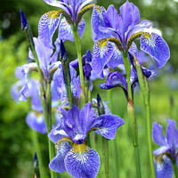 Buy canvas prints of Siberian Irises by Alison Chambers