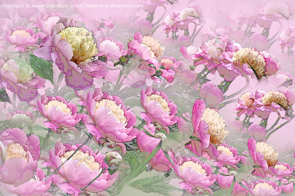 Peony Profusion Picture Board by Alison Chambers
