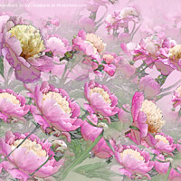 Buy canvas prints of Peony Profusion by Alison Chambers
