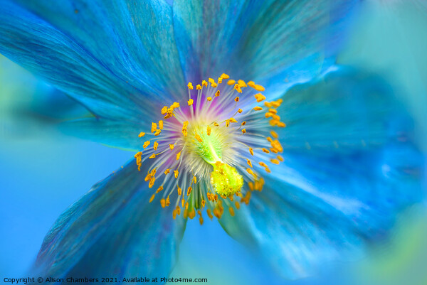 Himalayan Blue Poppy Picture Board by Alison Chambers