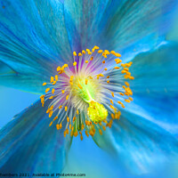 Buy canvas prints of Himalayan Blue Poppy by Alison Chambers