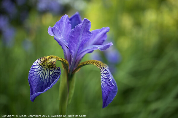 Siberian Iris Picture Board by Alison Chambers