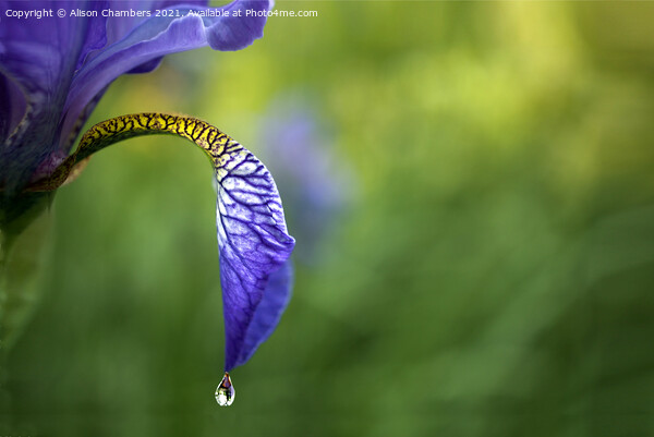 Iris Raindrop Picture Board by Alison Chambers