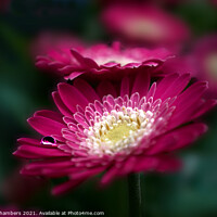 Buy canvas prints of Gerbera Flowers by Alison Chambers
