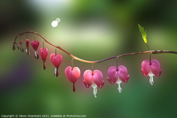 Bleeding Heart Flowers Picture Board by Alison Chambers