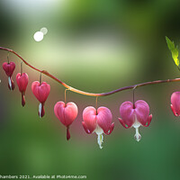 Buy canvas prints of Bleeding Heart Flowers by Alison Chambers