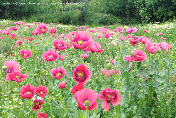 Blooming Poppies Picture Board by Alison Chambers