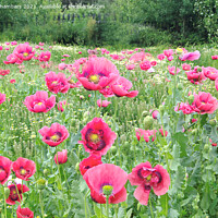 Buy canvas prints of Blooming Poppies by Alison Chambers