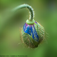 Buy canvas prints of Unfurling Himalayan Poppy by Alison Chambers