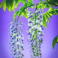 Buy canvas prints of Wisteria Cascade by Alison Chambers