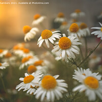 Buy canvas prints of Chamomile Glow by Alison Chambers