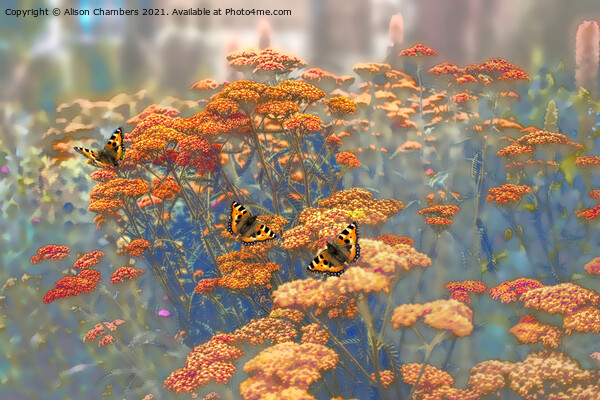 Butterflies on Achillea Picture Board by Alison Chambers